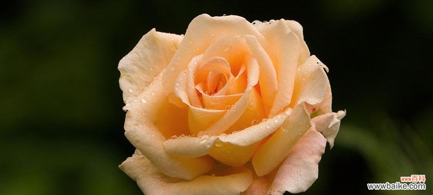 以16朵黄玫瑰传递的花语 黄玫瑰花语解读之浪漫与友情