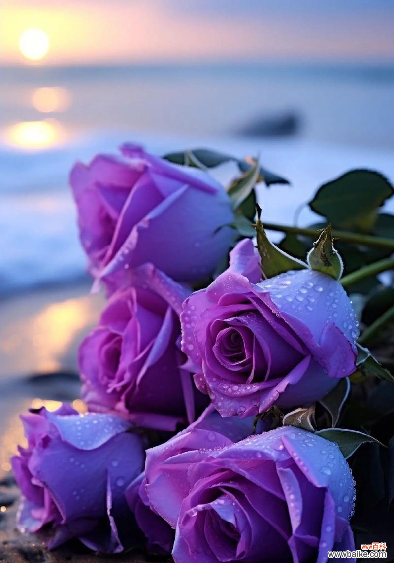 象征未来的花有哪些？它们的花语是什么？