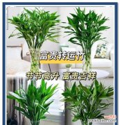 净化空气寓意好的花有哪些？哪些植物能改善室内空气质量？