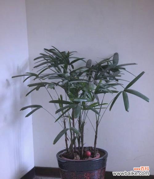 净化空气寓意好的花有哪些?哪些植物能改善室内空气质量?