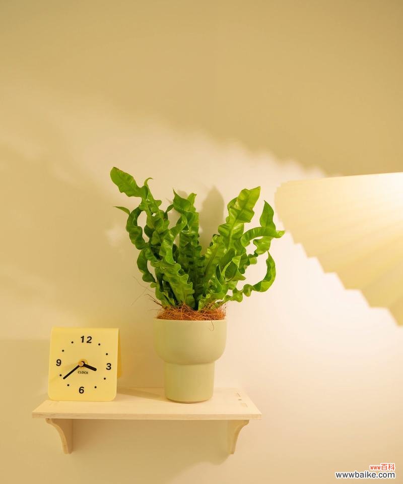 净化空气寓意好的花有哪些?哪些植物能改善室内空气质量?