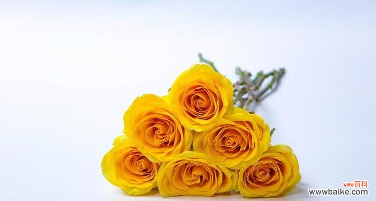 淡黄玫瑰的花语是什么?它象征着什么?