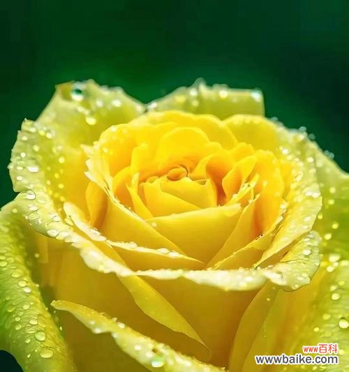 淡黄玫瑰的花语是什么?它象征着什么?