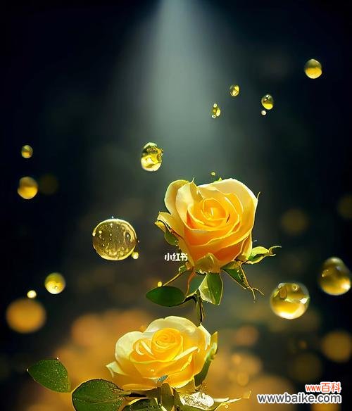 淡黄玫瑰的花语是什么?它象征着什么?