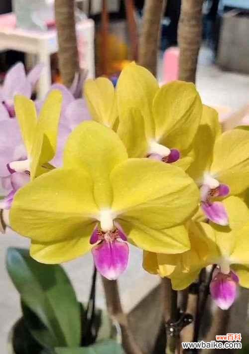 救人花象征救援和帮助的含义是什么?