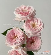 兔子花寓意和禁忌是什么？兔子花的花语有哪些？