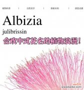 象征回来的花朵及其花名是什么？