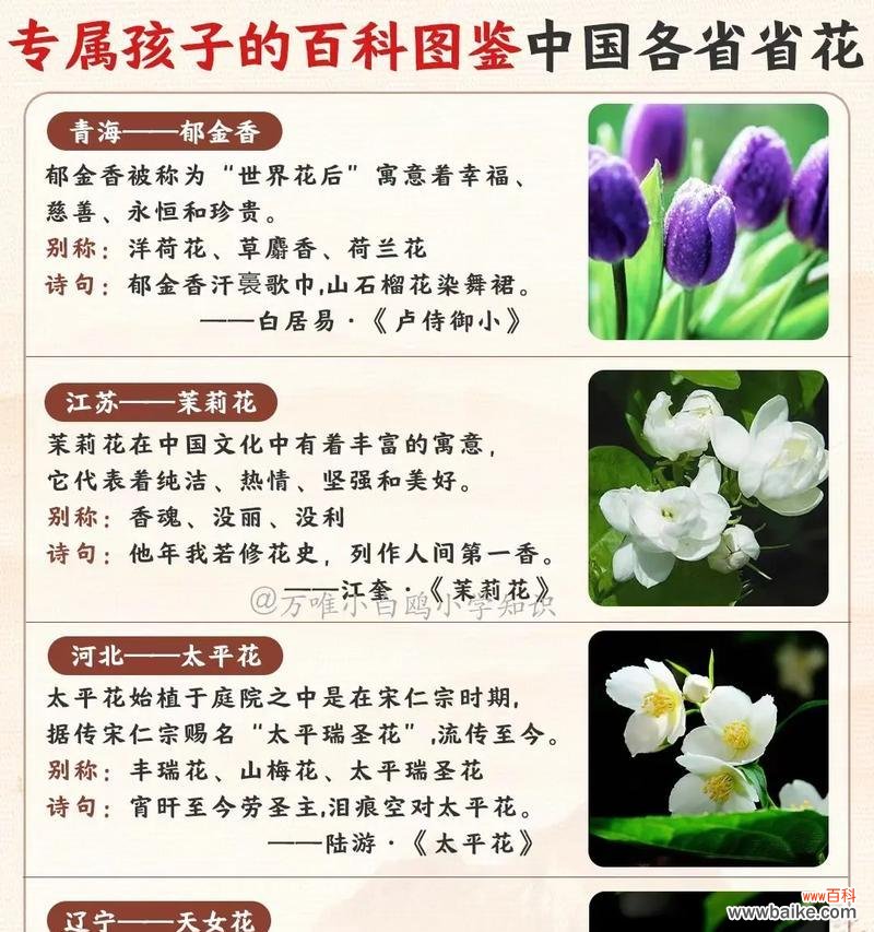 冰海蓝花代表什么含义？冰海蓝花的象征意义是什么？