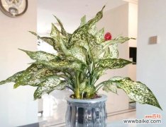 各种花草的寓意是什么？如何选择寓意吉祥的植物？