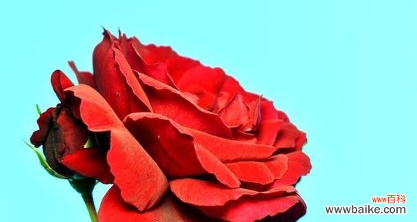 哪些花象征婚姻的美好?