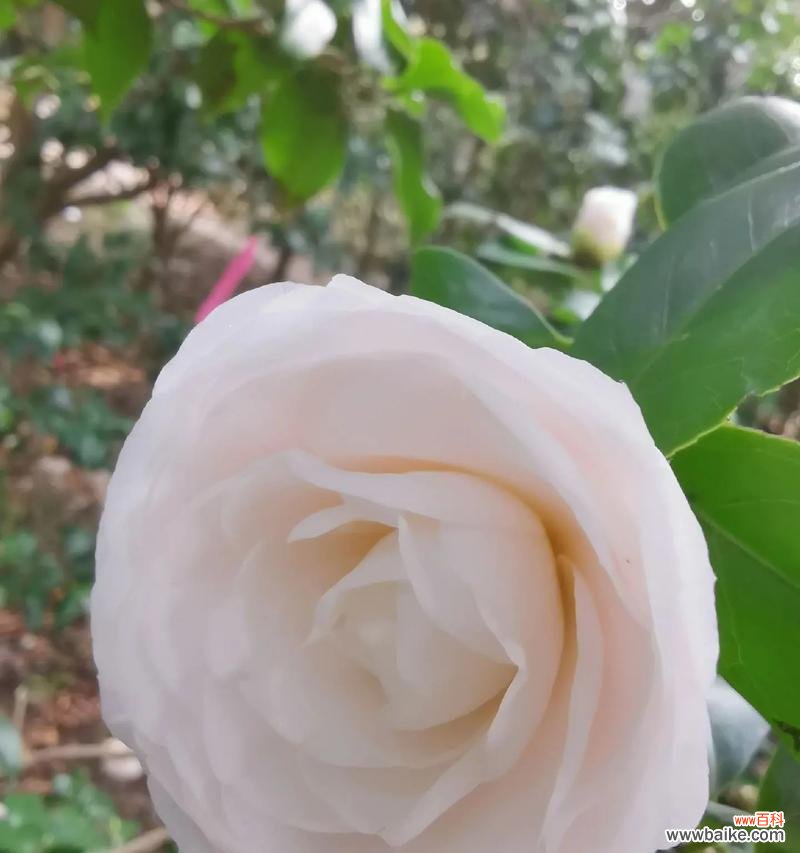 杉树花象征着什么?