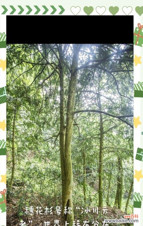 杉树花象征着什么?