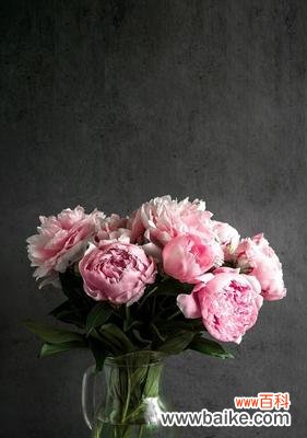 绽放希望,散发快乐,激发乐观情绪,传递希望的花语 乐观的花