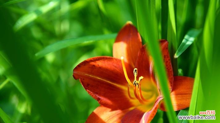 以花语诉说母爱的真情 母爱的花开满人间