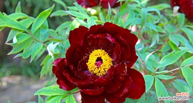 以花语表达深深的亲情之意 花开满家，亲情永恒