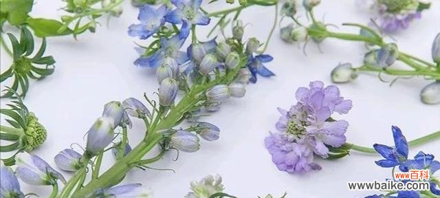 以表示歉意的花,让你的道歉更加贴心 花语传递歉意,用花来表达心意