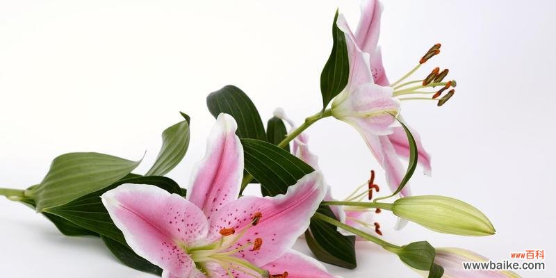 传递平安与祝福的花朵群 平安之花花语与祝福