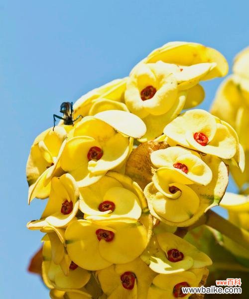 传递平安与祝福的花朵群 平安之花花语与祝福