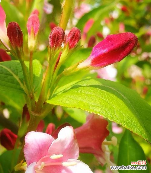 传递喜悦和庆祝的花朵,为每个特殊时刻带来美好祝福 庆祝的花花语