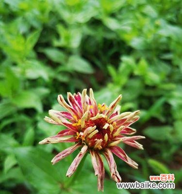 花语中的善良之美与意义 善良之花