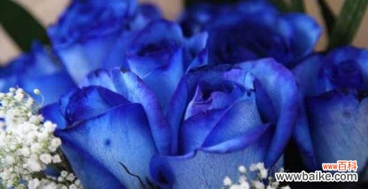 揭示一束花背后的情感密码 17朵玫瑰的花语及象征意义