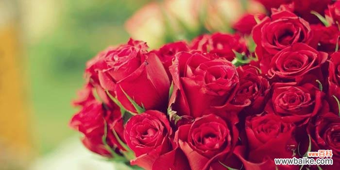 解读25朵玫瑰花的神秘花语 25朵玫瑰花的花语代表什么意思