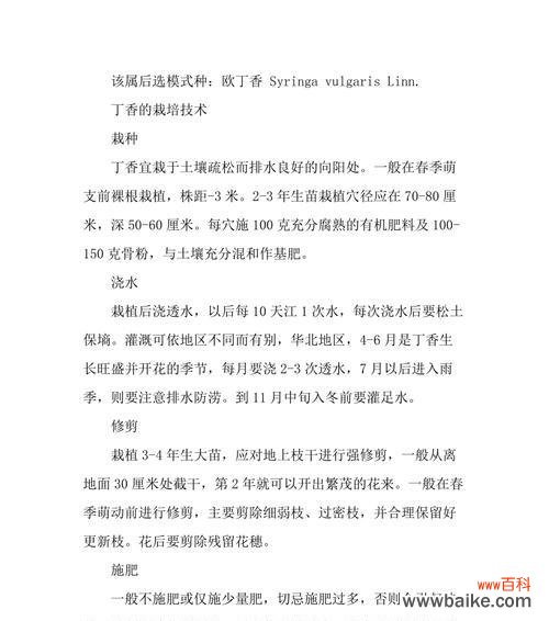 丁香花花语含义与象征意义