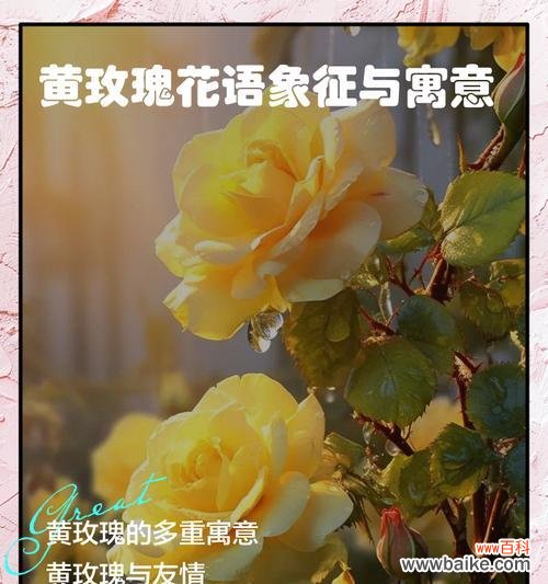 花语表达心情的句子是什么?如何用花语表达情感?