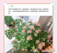 马醉木花语及象征意义是什么？
