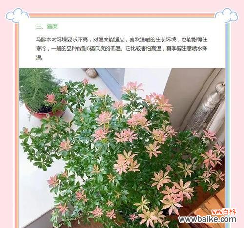 马醉木花语及象征意义是什么?