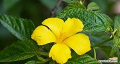 时钟花作为礼物有何含义？时钟花的含义是什么？