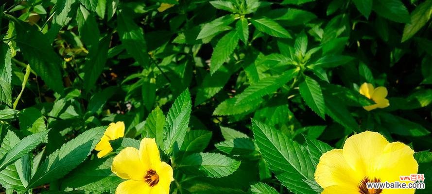 时钟花作为礼物有何含义?时钟花的含义是什么?