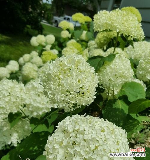 哪些花卉代表坚定和决心?它们在园艺中如何应用?