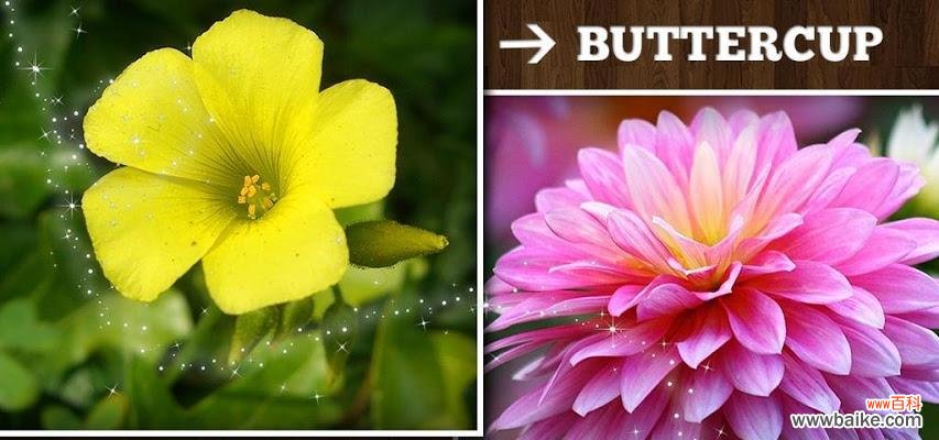 游戏中连出的花代表什么寓意?