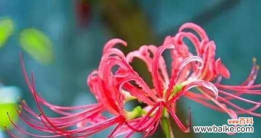 以花朵为媒介,感悟生与死的边界 花语中的死亡花