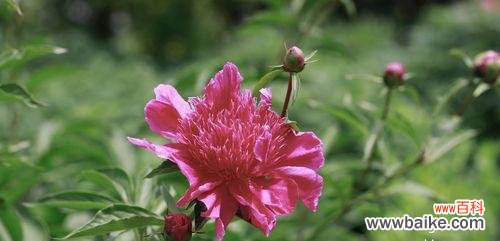 揭秘思乡花语，探寻乡愁的绵长情结 花语中的思乡之情