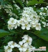 探索花语中传递守护之爱的花朵和含义 守护的花语——了解花卉中代表守护意义的花朵