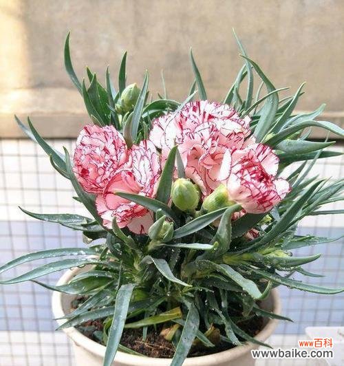 探索花语中传递守护之爱的花朵和含义 守护的花语——了解花卉中代表守护意义的花朵