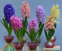 花语中的无私奉献之美 花的无私奉献