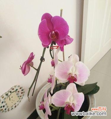 花语中的无私奉献之美 花的无私奉献