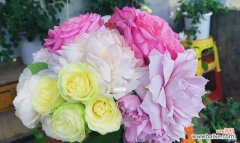 用花的语言传递温柔与美好 温柔花语