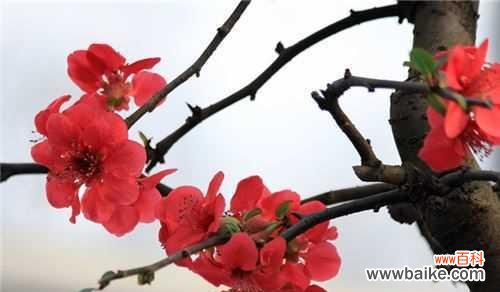 以花语为纽带，述说思念之情 花开花落，想念留存