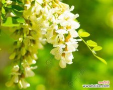 探寻相思花语的深意 相思的花