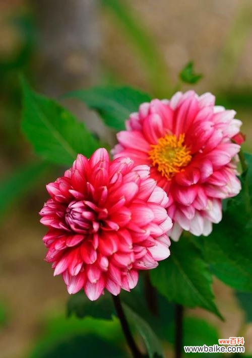 以花为语，迎接新生活 花开新生，盛放希望