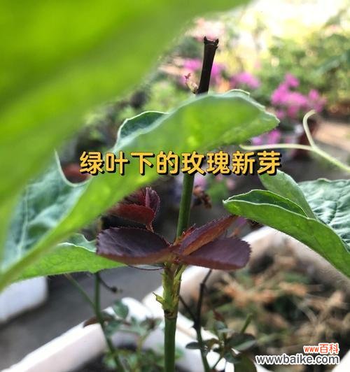 以花为语，迎接新生活 花开新生，盛放希望