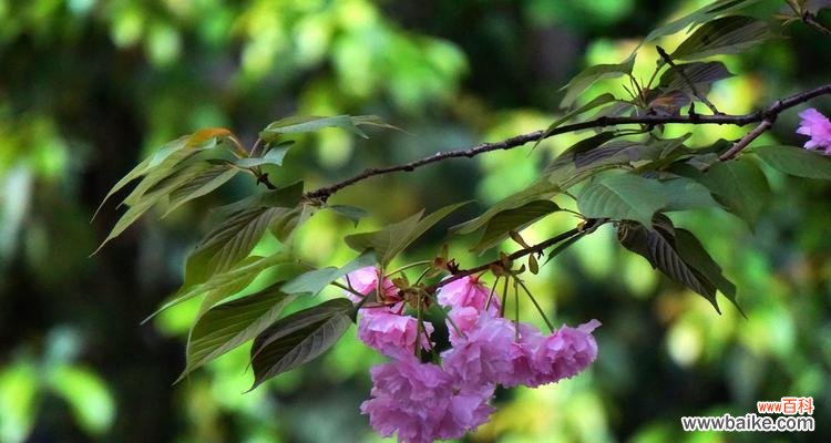 以花为媒介，诠释英雄的精神与情感 花语英雄