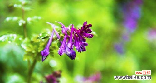 以花为媒介，诠释英雄的精神与情感 花语英雄