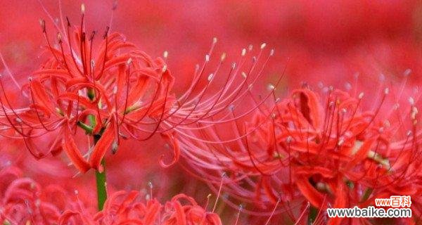 探索花语中的遗憾之美 以遗憾的花为主题的文章