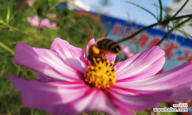 探索花语中的遗憾之美 以遗憾的花为主题的文章