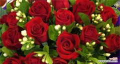 探索花语之美 33朵玫瑰花花语的含义与传达的情感